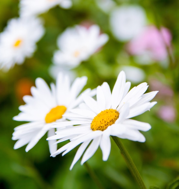 白いデイジーの花