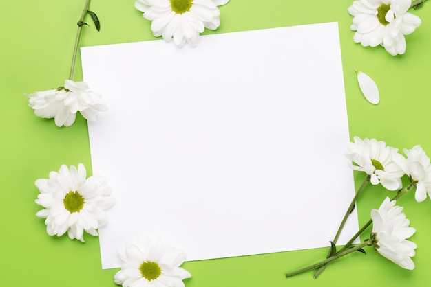 White daisy flowers