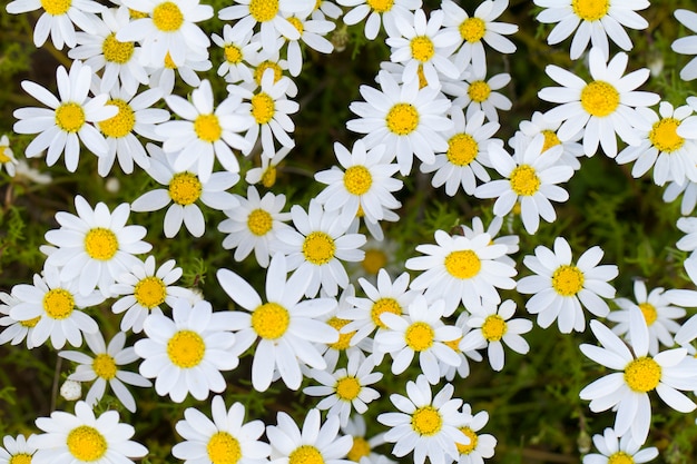 White daisy flowers