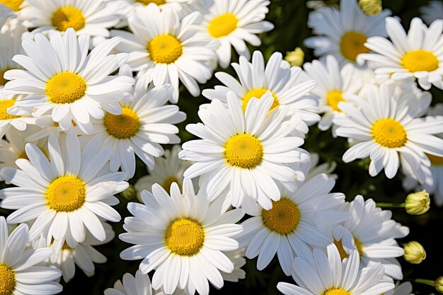 White daisy flowers