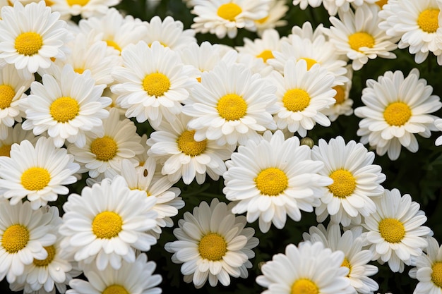 White daisy flowers