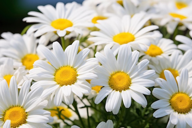 White daisy flowers