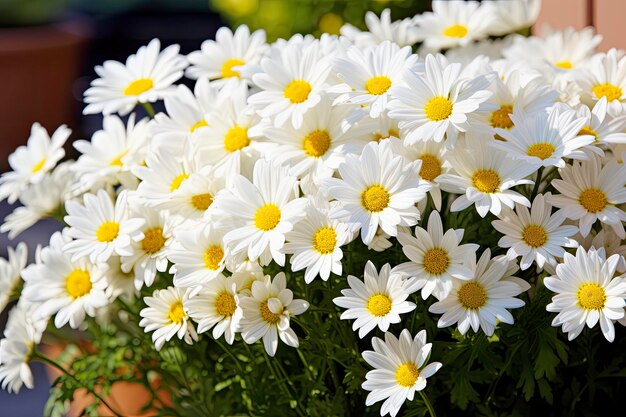 White daisy flowers