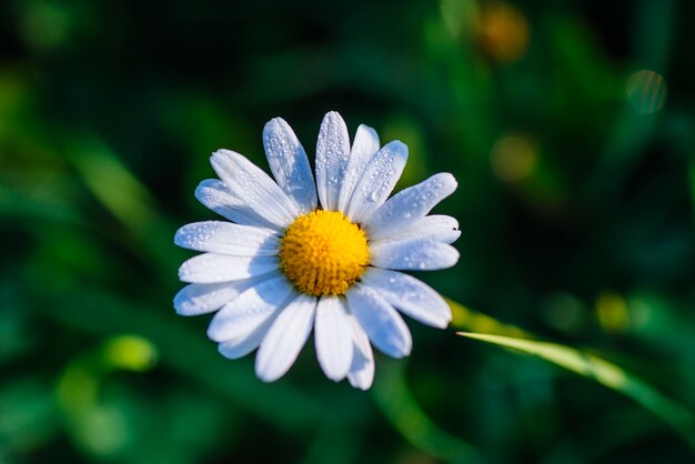 White daisy on the grass