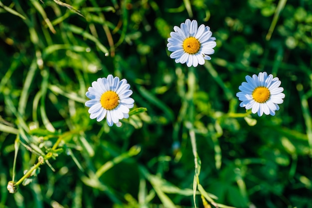 White daisy on the grass