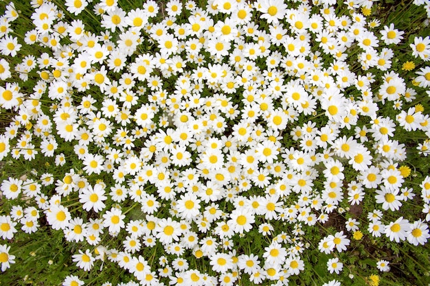 White daisy on green field. Spring season garden.