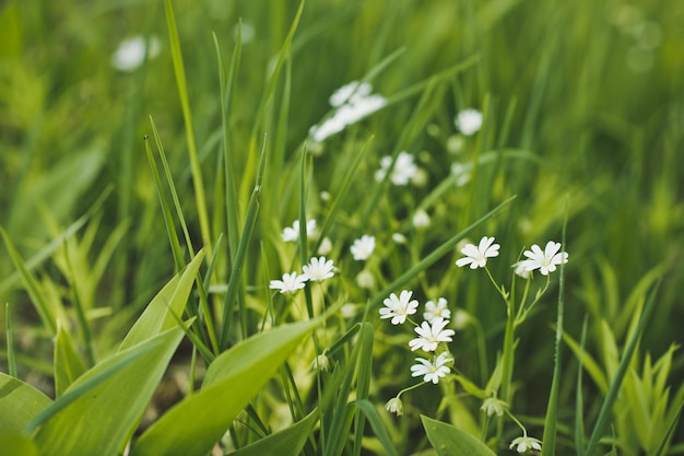 White daisy among a green grass 3471