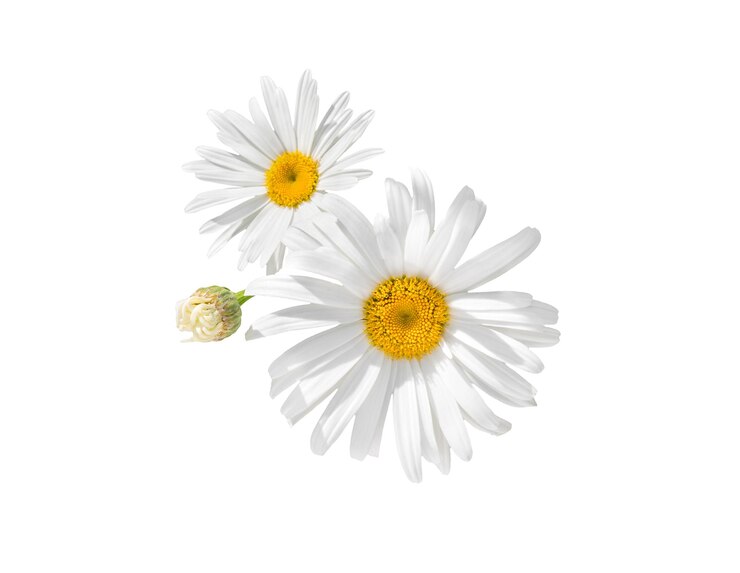 White Daisy Marguerite Chamomile
