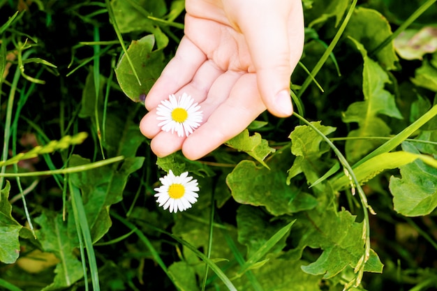 White daisy on palm of child.