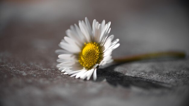 Photo a white daisy on a stone table.