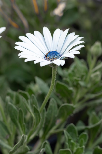 A white daisy with a blue center and a green stem