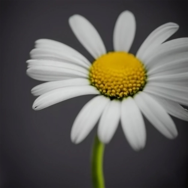 A white daisy with a yellow center is shown against a dark background.