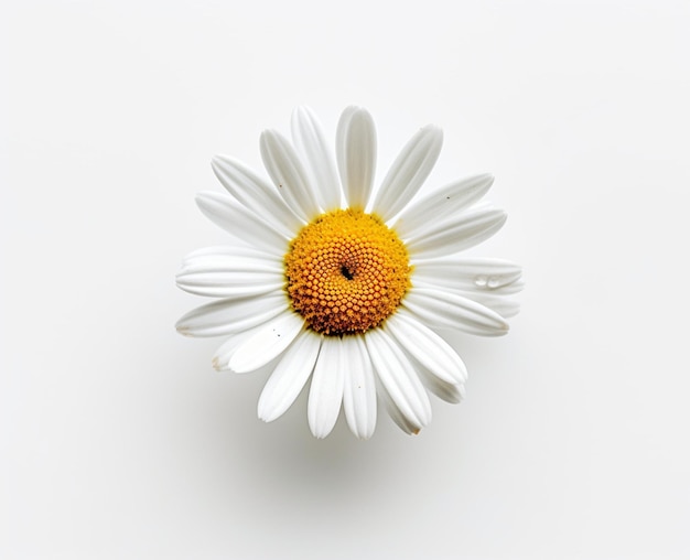 A white daisy with a yellow center and a white background