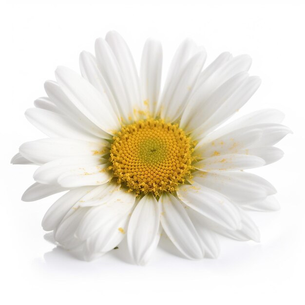 A white daisy with a yellow center and a yellow center.