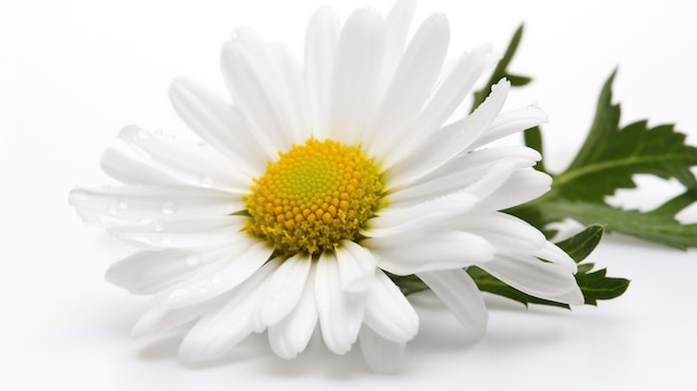 A white daisy with a yellow center