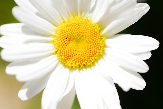 A white daisy with a yellow center.