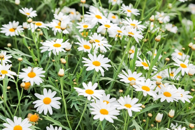 White daisy