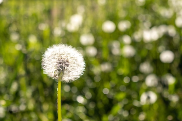 White dandelion against a blurred green field with dandelions