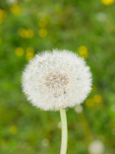 緑の芝生の背景に白いタンポポ