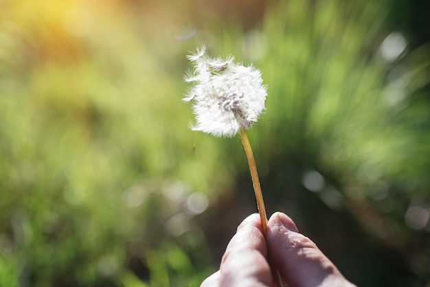 White dandelion, blowball on green meadow at sunset