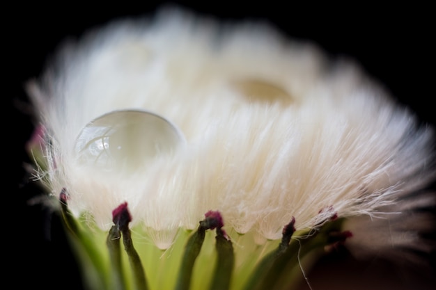 white dandelion on a blurred background