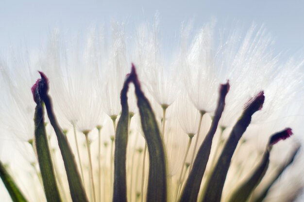 white dandelion on a blurred background