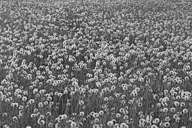 Campo di tarassaco bianco / mosche di lanugine, semi di tarassaco, estate, fiori selvatici nel campo, natura stagionale del paesaggio