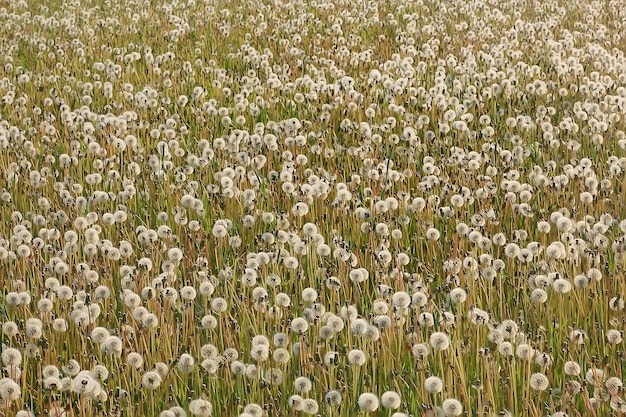 Campo di tarassaco bianco / mosche di lanugine, semi di tarassaco, estate, fiori selvatici nel campo, natura stagionale del paesaggio