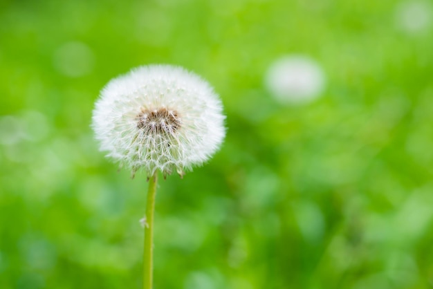 White dandelion flower