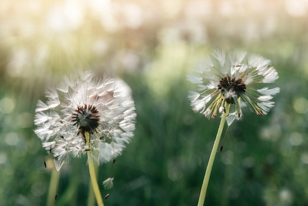 White dandelion flowers close-up on a green summer background