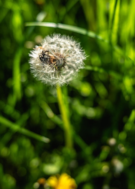 White dandelion flowers on a green meadow