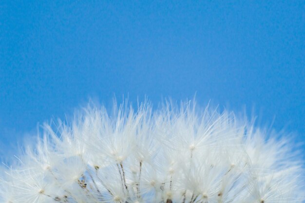 White dandelion fluff in macro on background from blue sky Wallpaper of flower closeup Macro world in nature