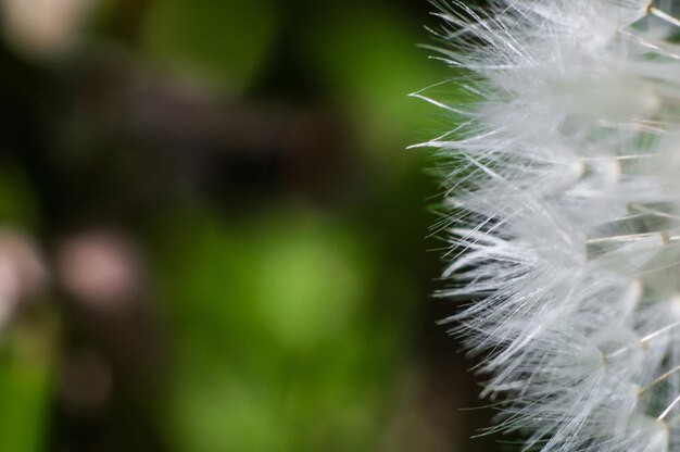 White dandelion fluff in macro Wallpaper of flower closeup Macro world in nature