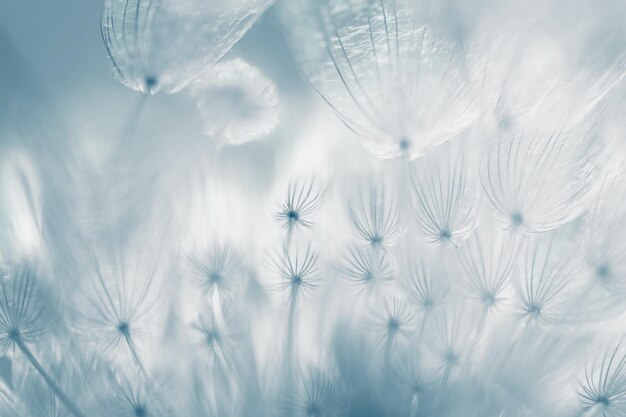 White dandelion in a forest at sunset Abstract nature background