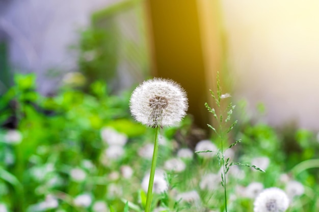 White dandelion on grass background sunlight side view