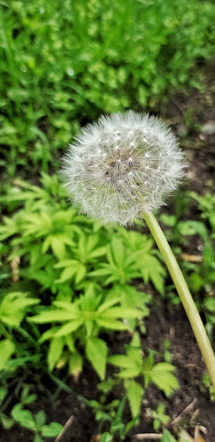 White dandelion on green grass background