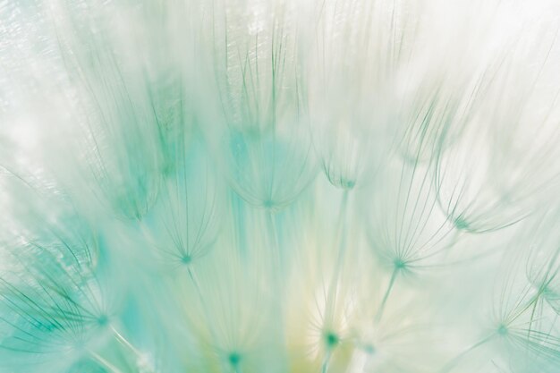 White dandelion in a green grass on a forest meadow Macro image