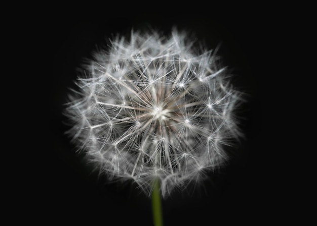 White dandelion on isolated black background