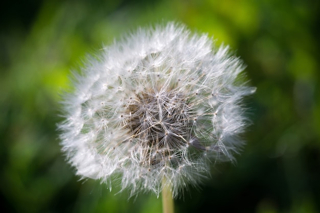 White dandelion macro