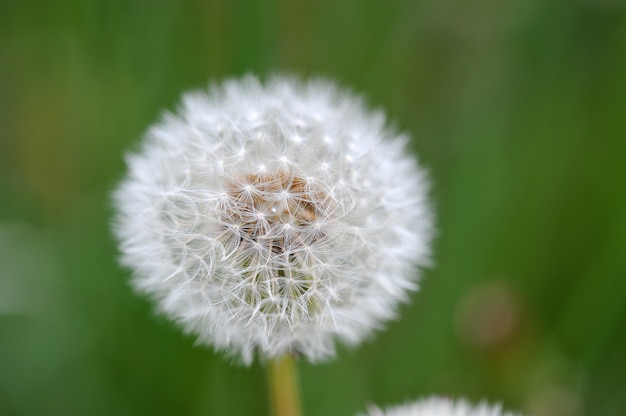 White dandelion plant