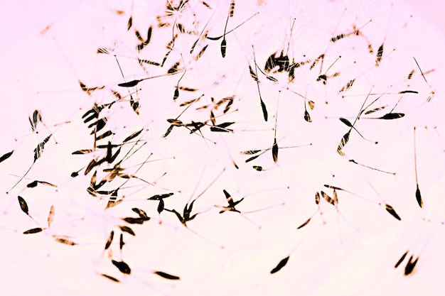 White dandelion seeds on water