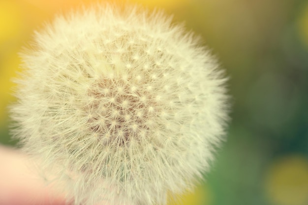 White dandelion with sunlight close up