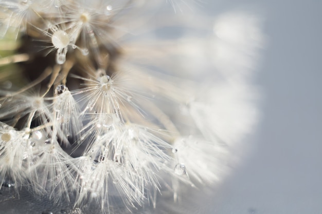 White Dandelion with Water Drops