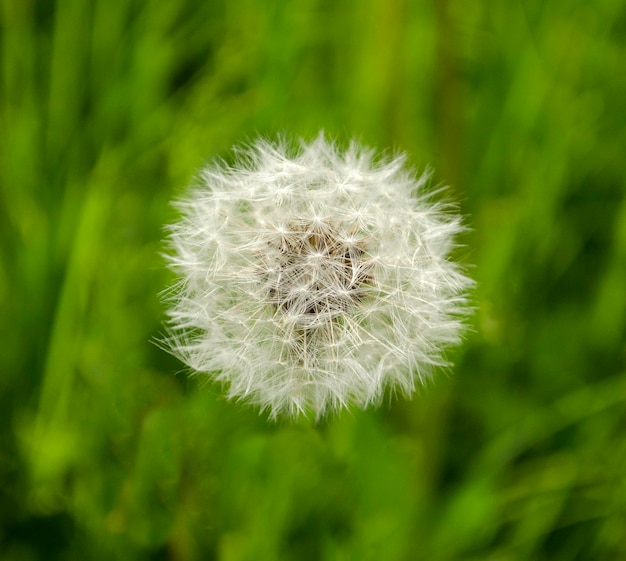 White dandelion