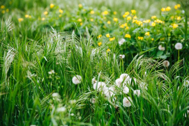 Denti di leone bianchi tra l'erba verde e rigogliosa.