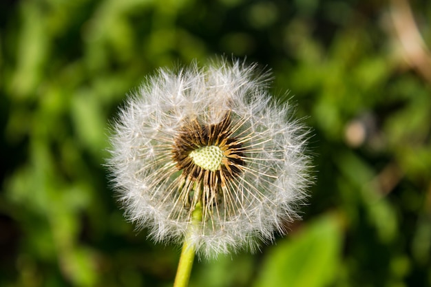 White dandelions close-up on a green.