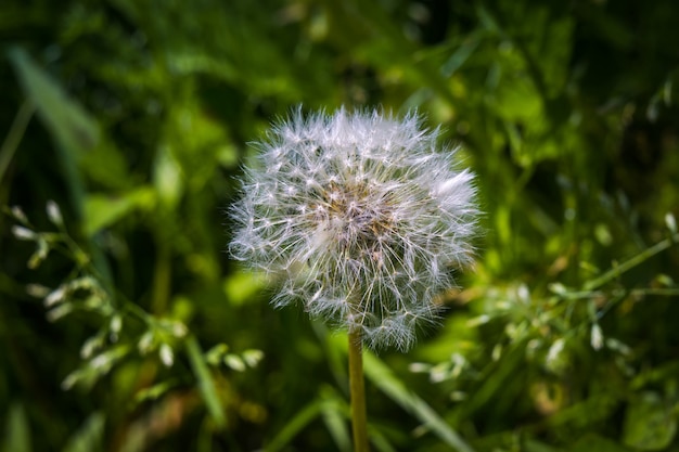 White dandelions in the grass