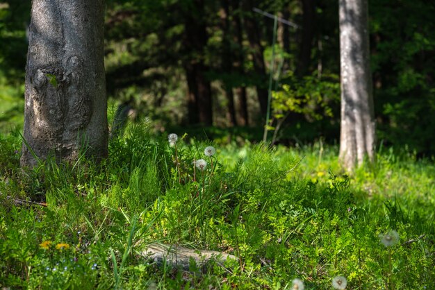 Фото Белые одуванчики зеленое поле и деревья в летнем лесу