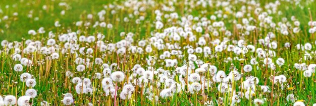 White dandelions among the green grass in a spring field