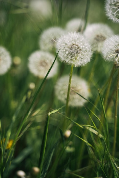 White dandelions on a green meadow on a sunny day